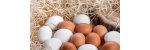 KORAY TOPTAN GIDA PAZARLAMA Antalyada Toptan Yumurta Satışı